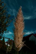 2010-10-04_Herbstmotive _Garten_04_WP